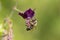 The bee Apis mellifera works on the flower dusky crane`s-bill Geranium phaeum.