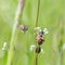 Bee Apis mellifera works on the flower ribwort plantain Plantago lanceolata.