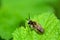 Bee    apoidea   on green leaf in nature