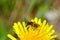 Bee     Apoidea    on yellow dandelions in green nature