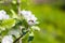 Bee on apple blossom, closeup on blurred background