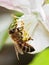 Bee on apple tree flower macro close up