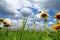 A bee approaching a flowering dandelion in a meadow under a blue-white sky