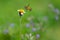 A bee is approaching a Tridax Procumbens flower to coll