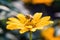 Bee on an Arnica blossom