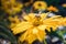 Bee on an Arnica blossom