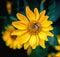 Bee on an Arnica blossom