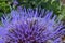 Bee in Artichoke flower