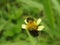Bee Augochlora pure