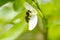 Bee in azahar blossom