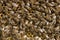 Bee background, close up image of plenty of bees