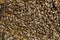 Bee background, close up image of plenty of bees in frame from hive,