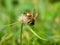 Bee with a ball of pollen