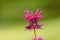 Bee Balm in bloom