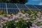 Bee balm blooming in a pollinator garden with solar panels in the background