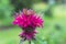 Bee balm with bokeh background