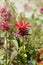 Bee balm Cambridge Scarlet