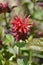 Bee balm Cambridge Scarlet