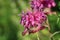 Bee Balm Flower