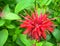 Bee balm flower