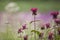 Bee balm flowers Monarda