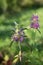 Bee Balm, Lemon Monarda citriodora medicinical flowers.