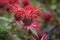 Bee Balm red spikey flower full bloom