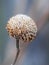 Bee Balm Seed Head with Hoarfrost