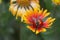 Bee on beautiful colourful flower