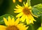 A Bee In a Beautiful Organic Sunflower