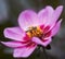 Bee on beautiful pink flower of cosmea bipinnatus