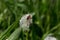 Bee Beetle resting on a dandelion