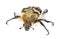 Bee beetle (Trichius fasciatus)