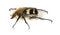 Bee beetle (Trichius fasciatus)