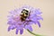 Bee beetle Trichius fasciatus on a flower