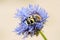 Bee beetle Trichius fasciatus on a flower