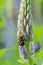 Bee beetle, Trichius fasciatus on lupin