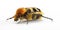 Bee beetle Tricius fasciatus