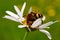 Bee beetle (Tricius fasciatus)