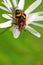 Bee beetle (Tricius fasciatus)