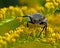 Bee beetle, Tricius fasciatus.