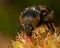 Bee beetle, Tricius fasciatus.