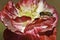 Bee on bicolor poppy