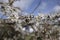 Bee blackthorn blossom on native English hedge