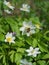 Bee and blooming Anemone nemorosa in Litovelske pomoravi, Czech Republic