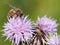 Bee on a Blooming Canada Thistle