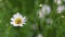 Bee on a blooming chamomile with space for text.