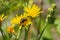 Bee on the blooming hawkweed