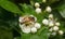 Bee on blooming whitethorn