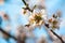 Bee on a blossom almond branch